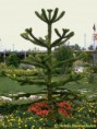 /album/araucaria-araucana1/araucaria-araucanaa-jpg1/